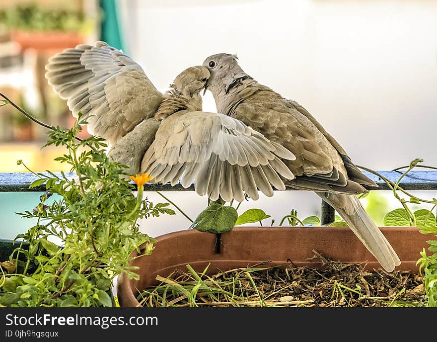 Two Brown Feathered Birds Perched on Black Metal Bar Near Green Plant at Daytime