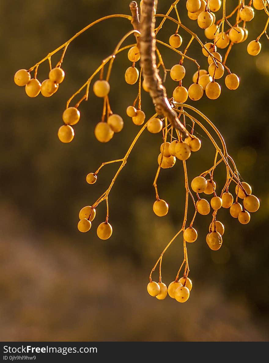 Round White Fruits