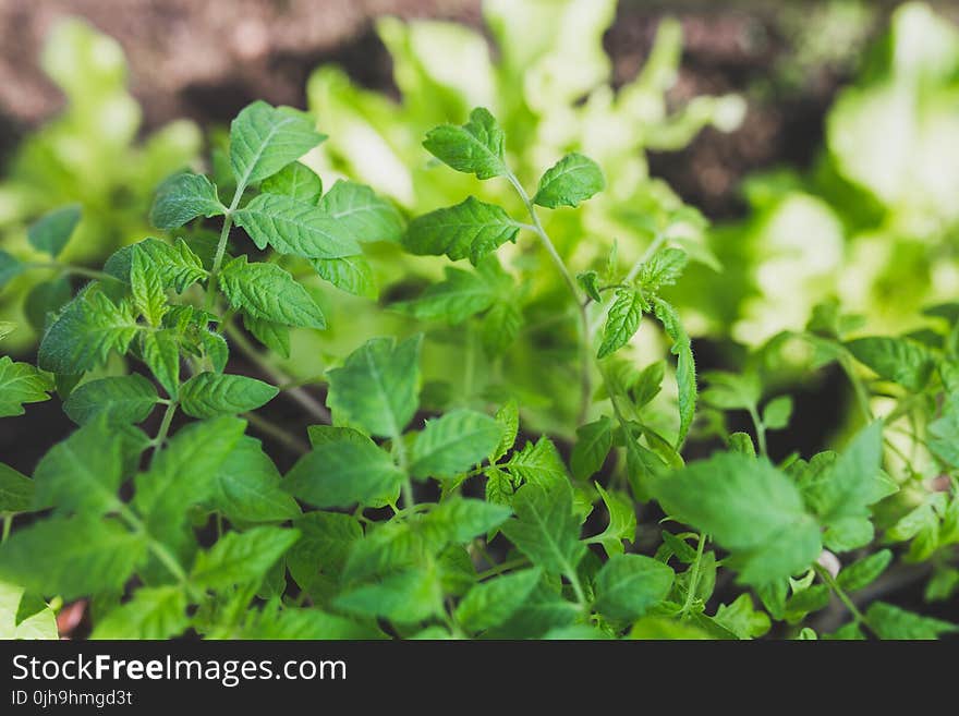 Close-up Photography of Plants