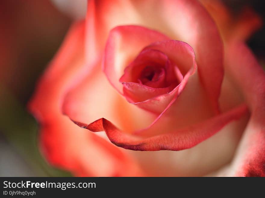 Pink Flowers Macro Photography