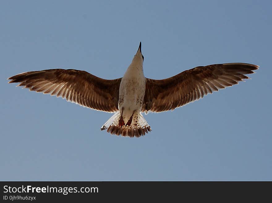 Bird Flying