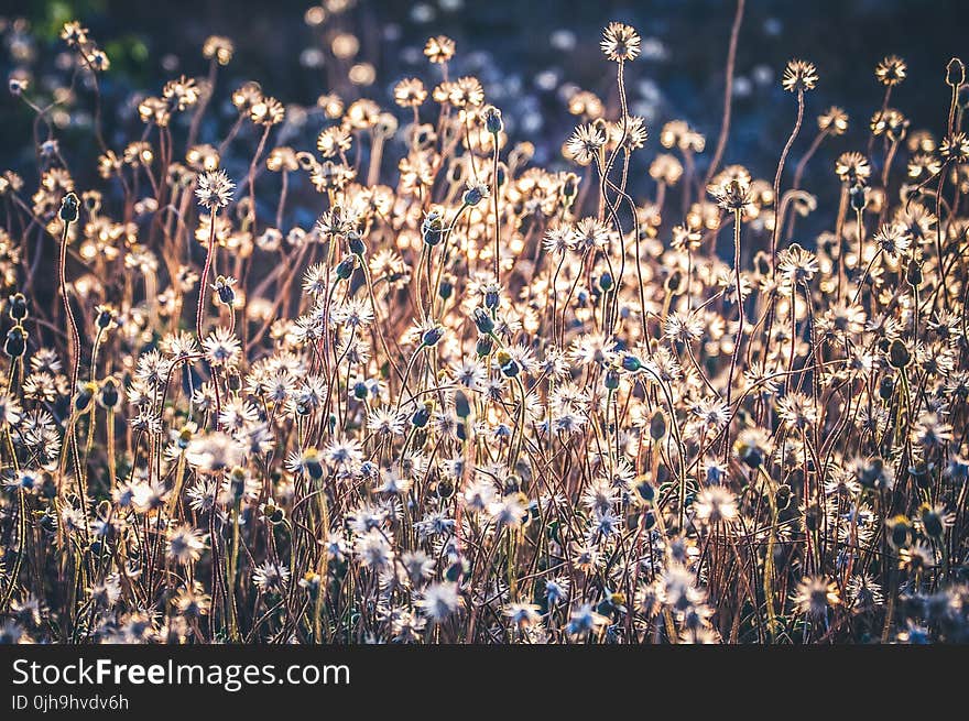 Flowerbed