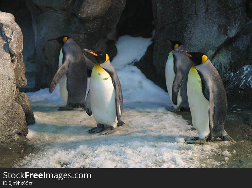 Four King Penguins