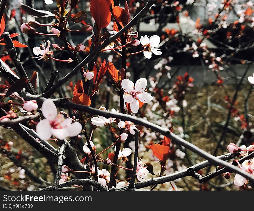 Flowers On A Tree