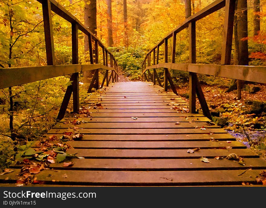 Brown Wooden Bridge In The Forest