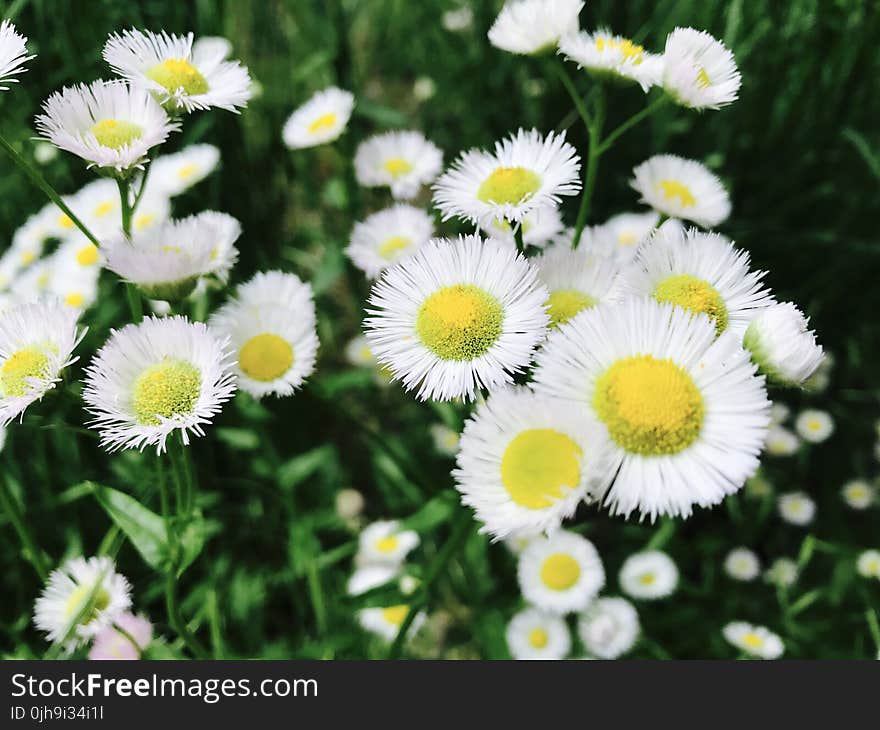 Asters Flowers