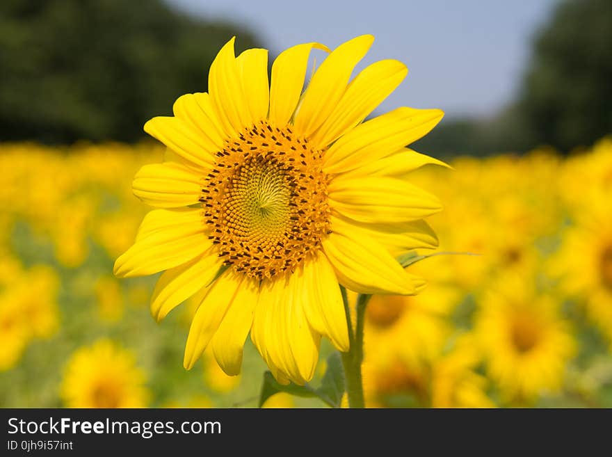 Sunflower Plant