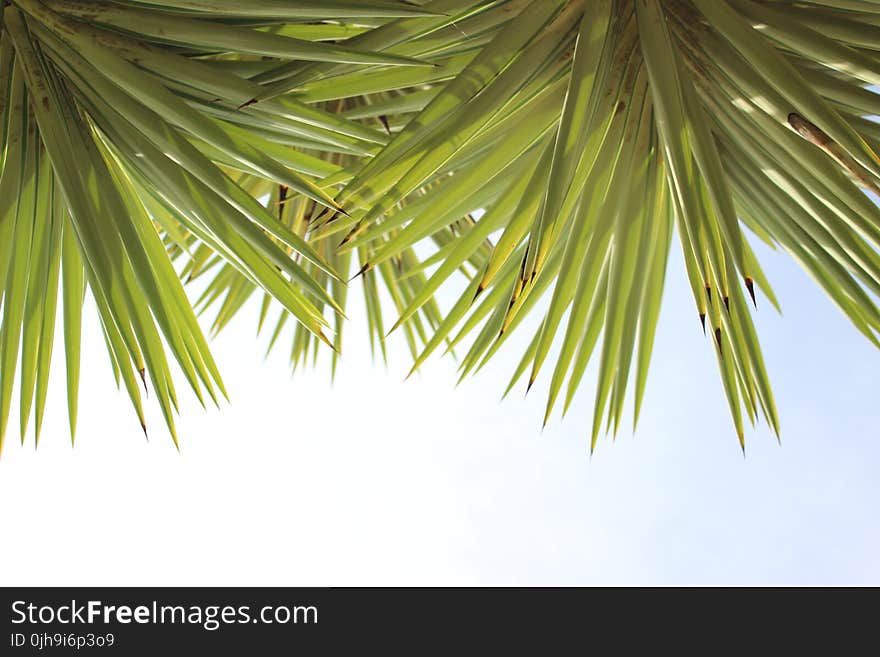 Green Leaf Plant