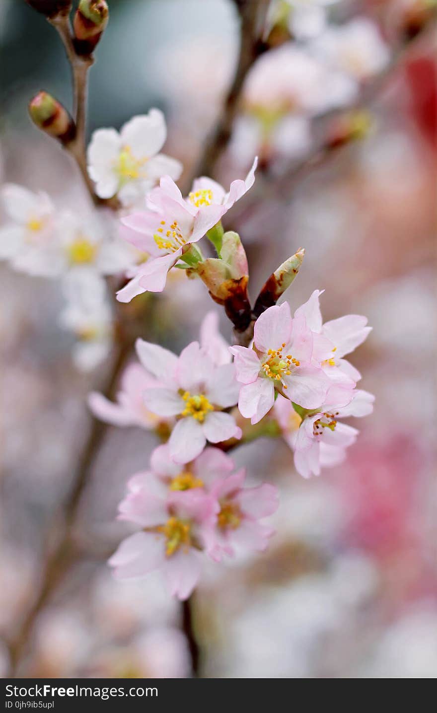 Closeup Photography Of Pink Cherry Blossoms