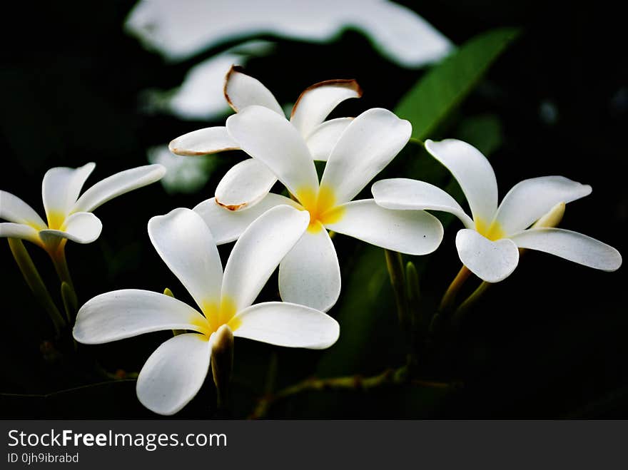 White Flowers