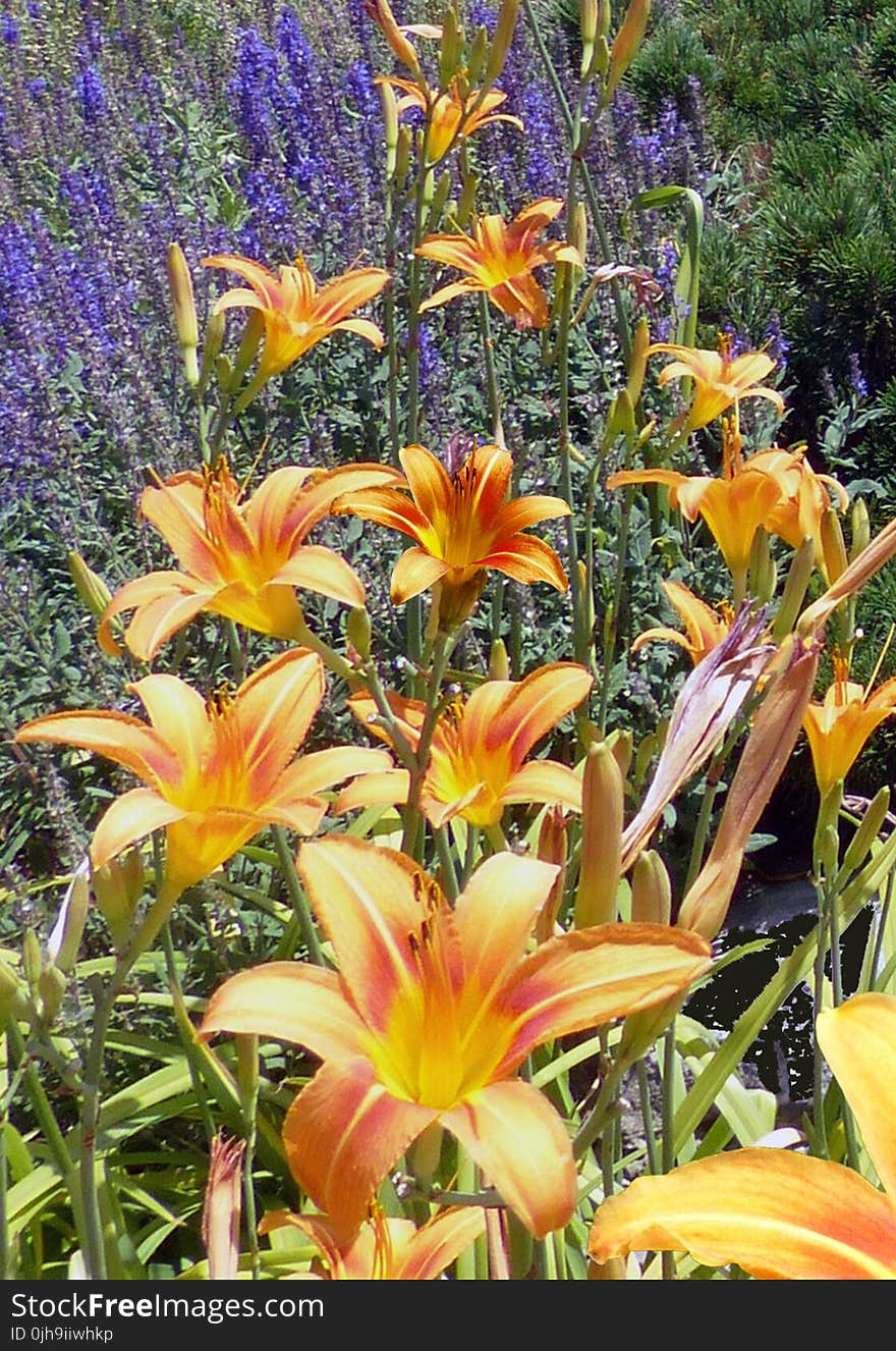 Orange Daylily Flowers in Bloom