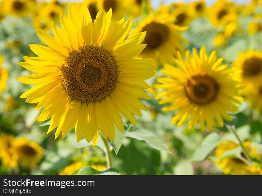 Sunflowers