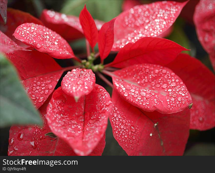 Closeup Photography Of Red Poinsettia With Water Droplets