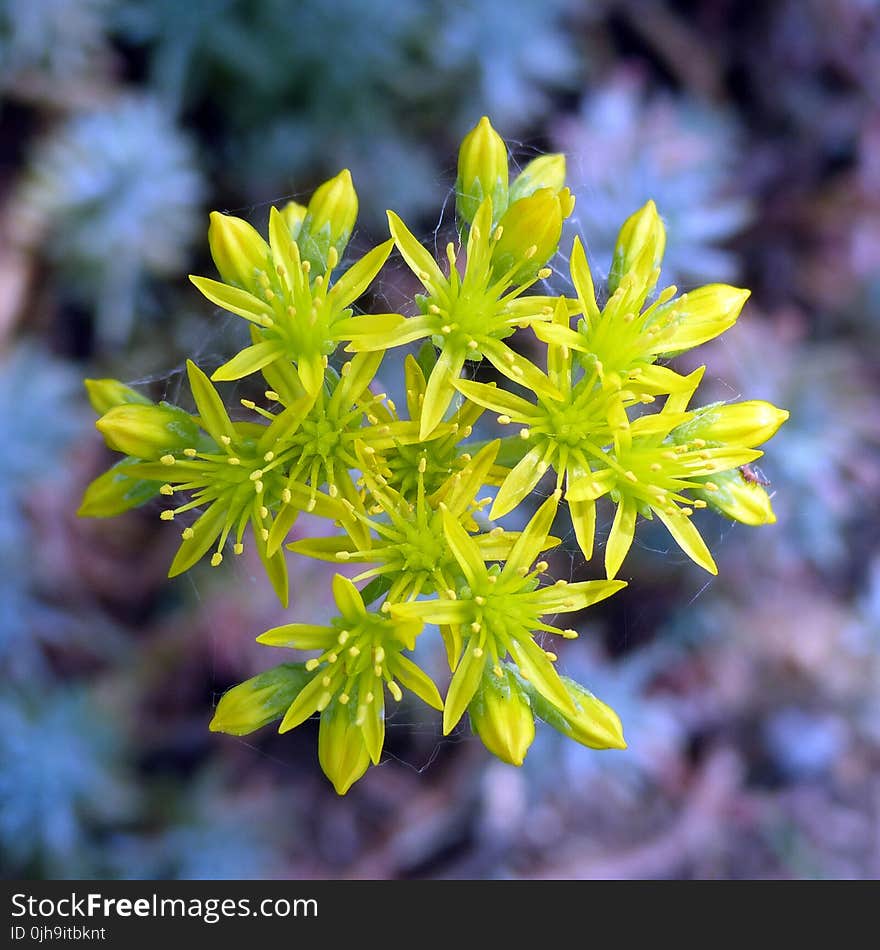 Tilt Shift Lens Photography of Green Flower