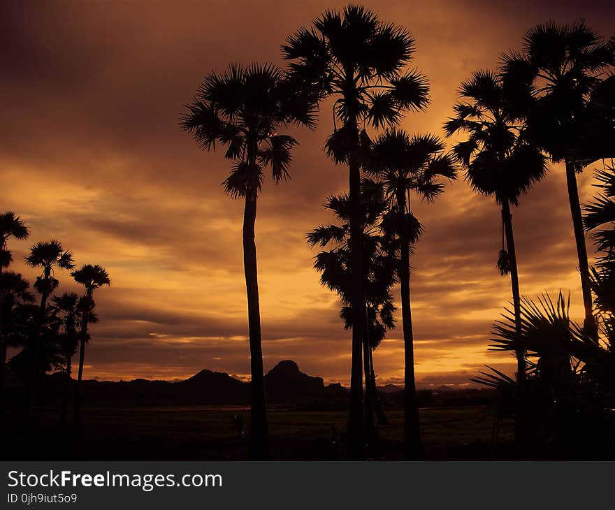 Silhouette of Coconut Tree during Cloudy Day