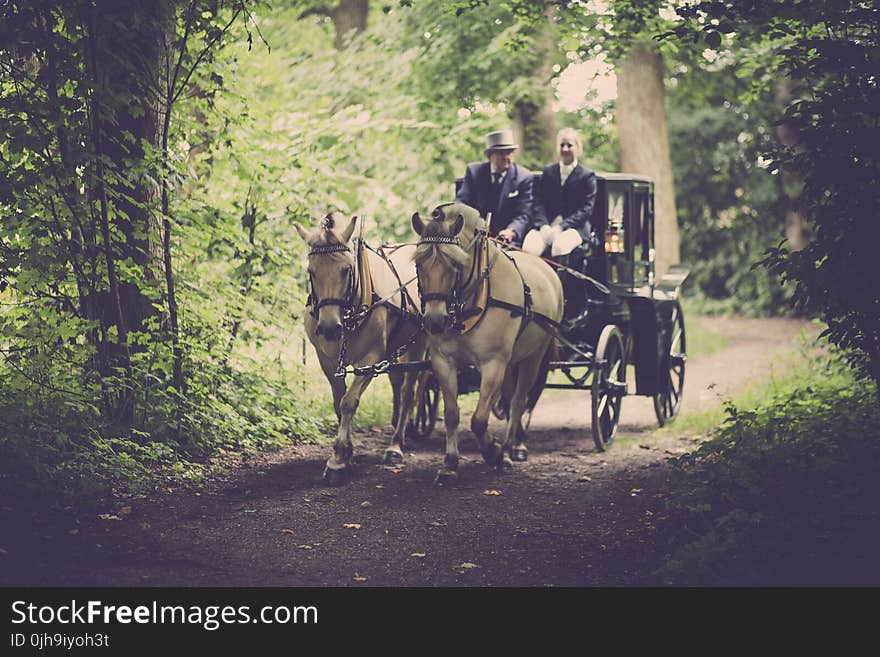 Two Man On A Carriage With Horse