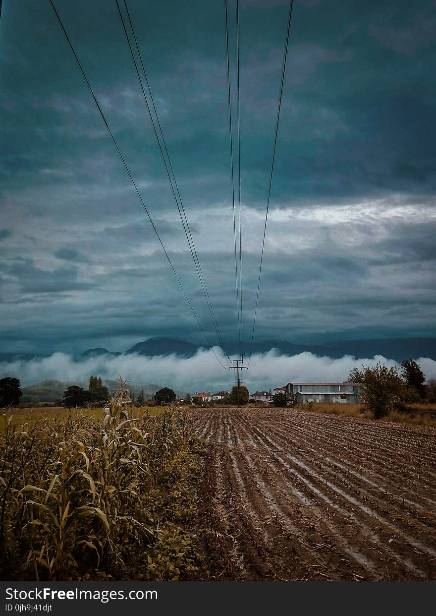 Cornfield Near Plain Field Under Gray Cloudy Sky