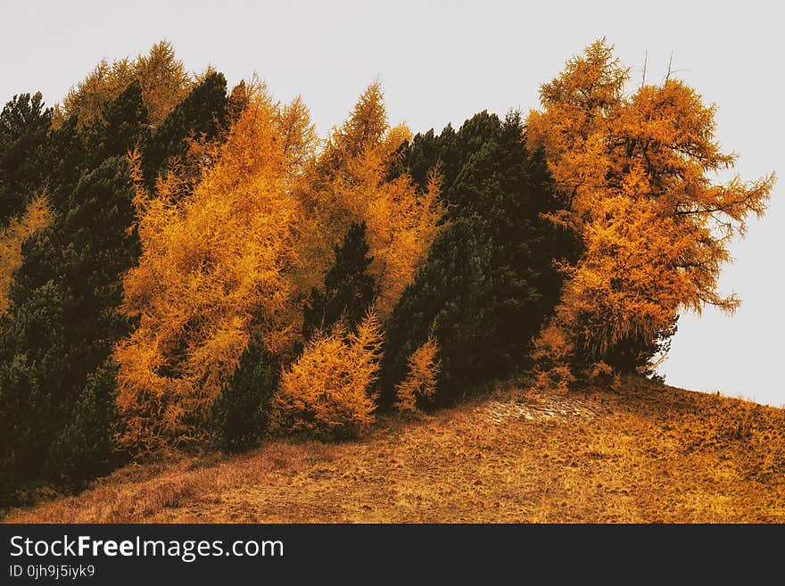 Brown and Green Withered Trees on Withered Grass