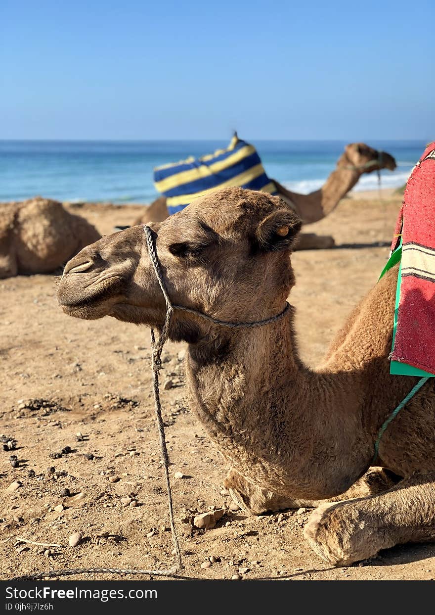 Camel Resting By The Shore