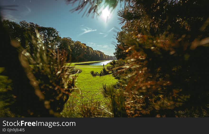 Forest Near Body of Water