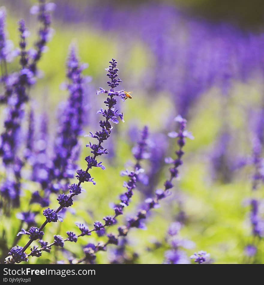 Selective Photo of Purple Petaled Flower