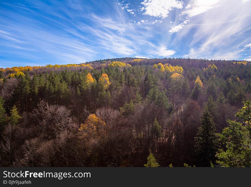 Aerial Shot Of Trees During Fall Season Under Blue Sky