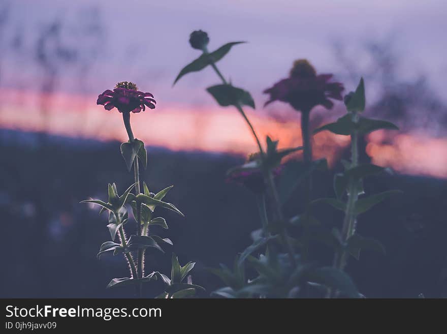 Red Zinnia Flower