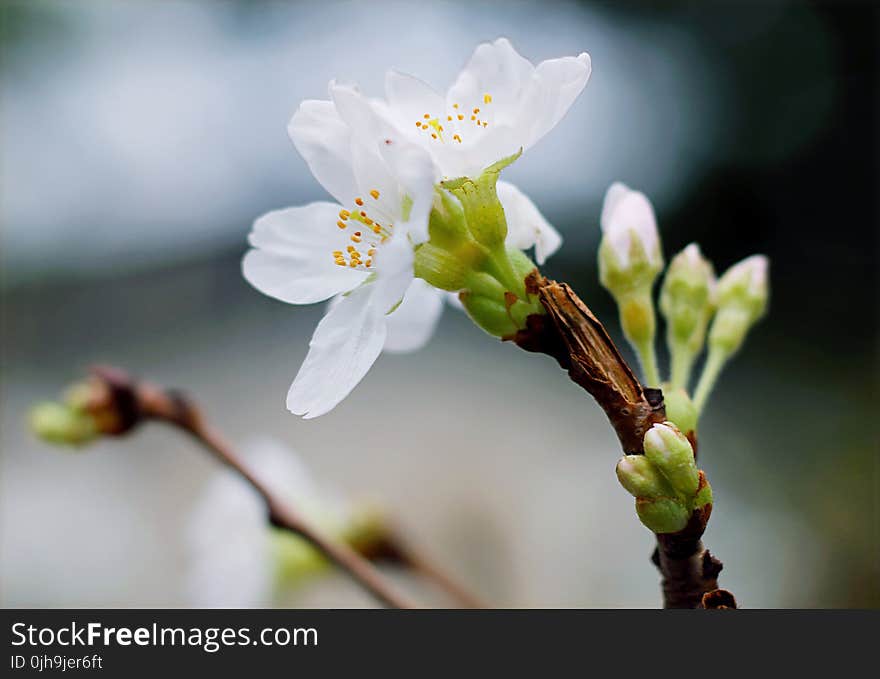 Selective Focus Of White Clustered Flowers