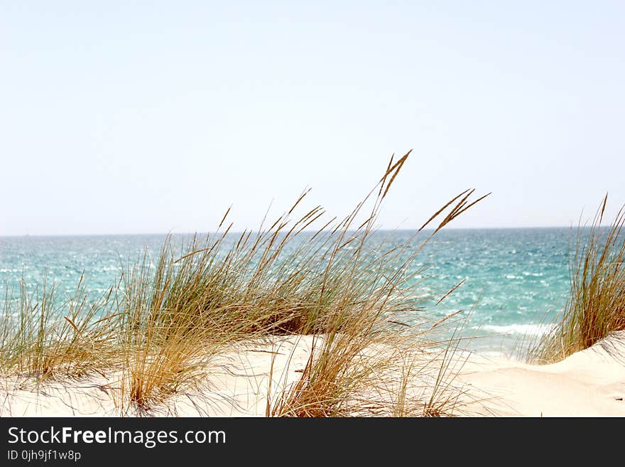 Grass Beside the Sea