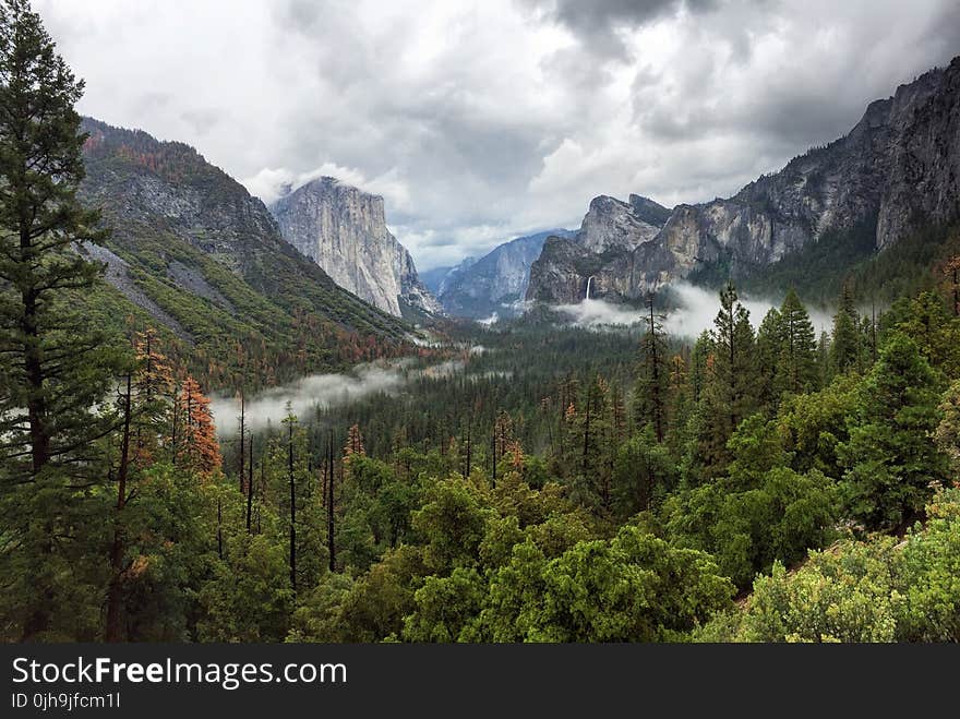 Trees Near Mountain