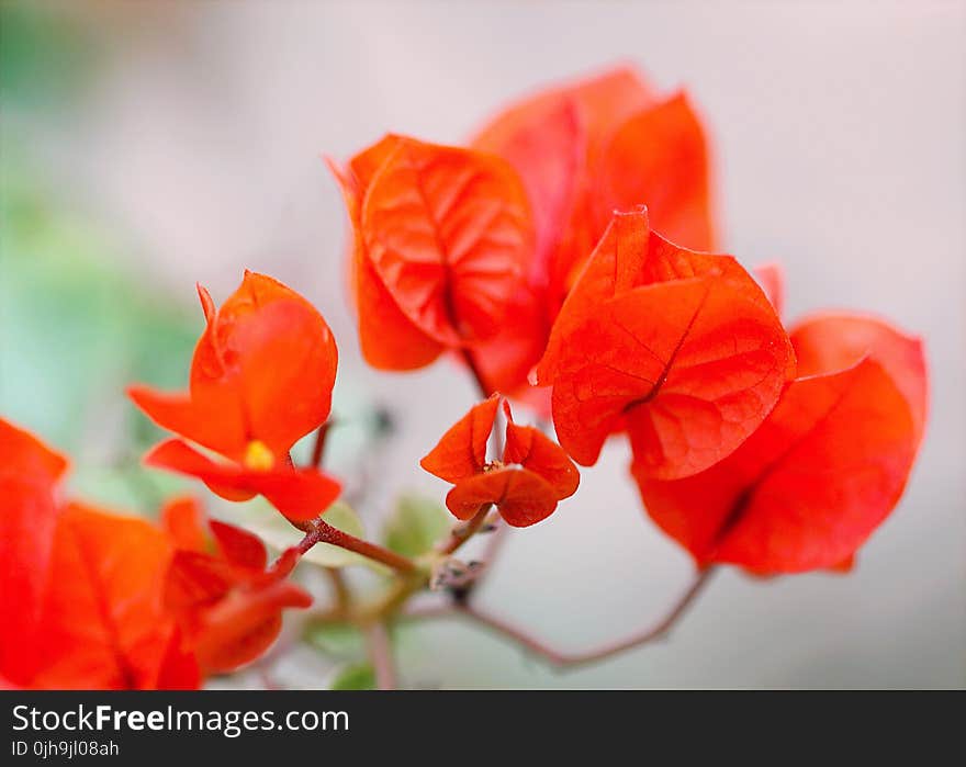 Red Flowers Photo