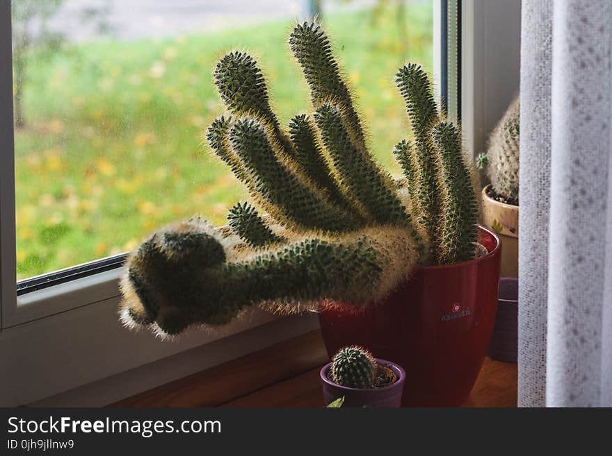 Green Cactus Potted Plant