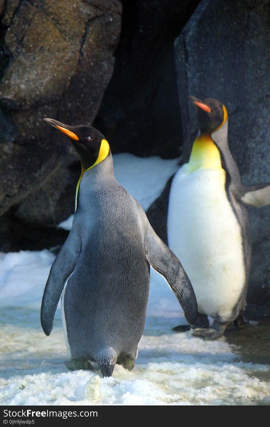 Closeup Photo of Two Penguins