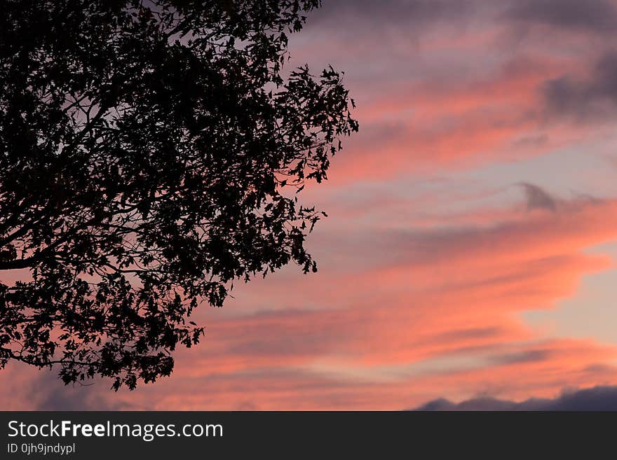 Silhouette of Tree during Sunset