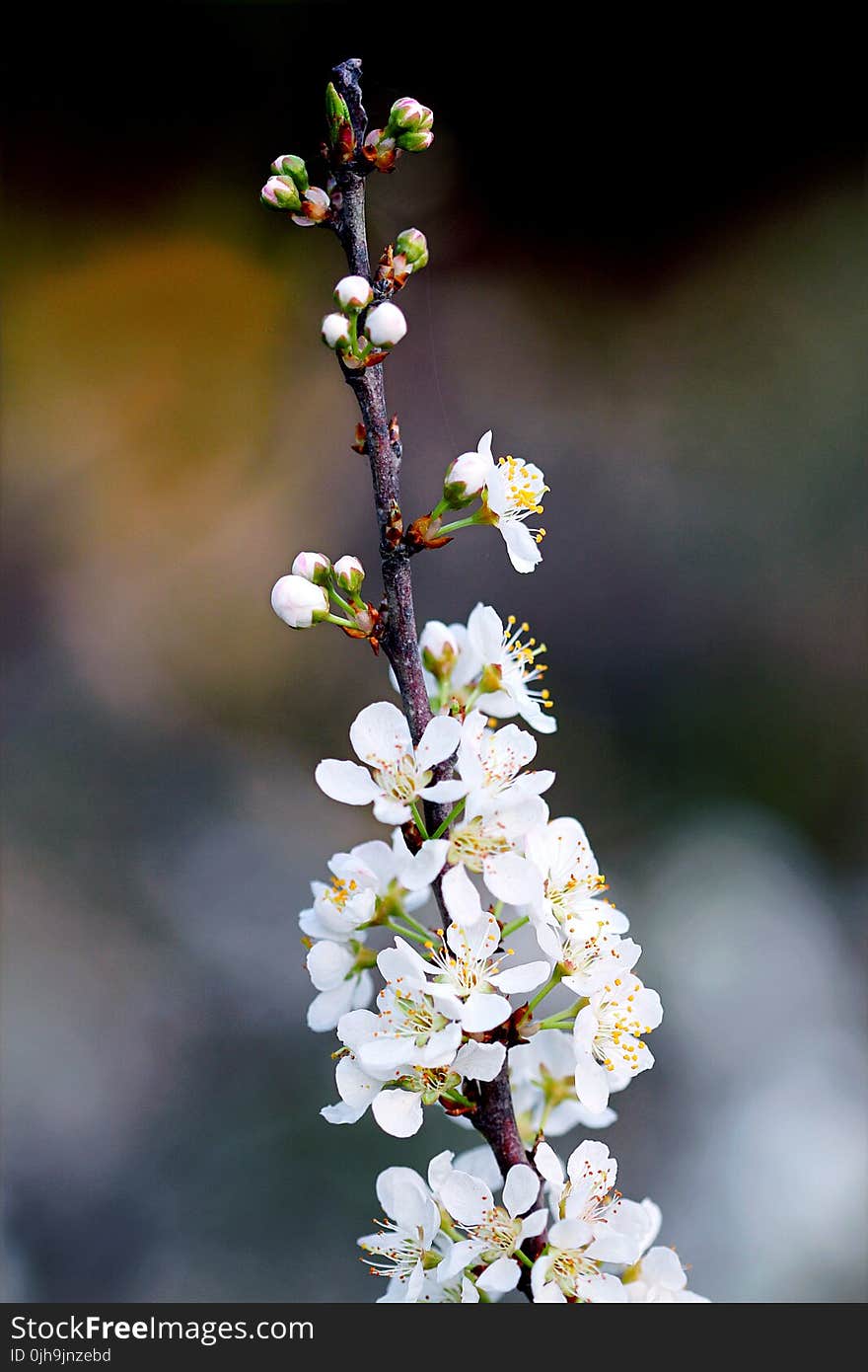 White Petaled Flower Photography