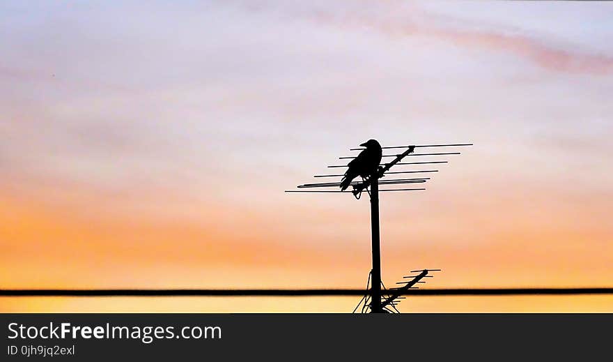 Crow on Antenna during Sunset