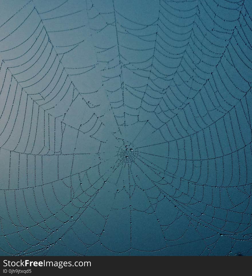 Closeup Photo of Spider Web With Dew Drops