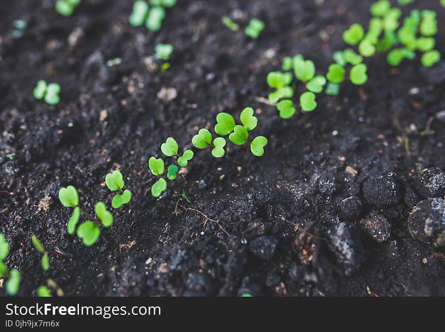 Home gardening - young rucola - top view