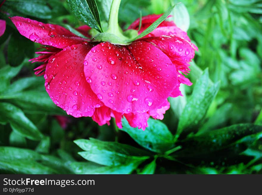 Pink Peony Flower in Closeup Photography