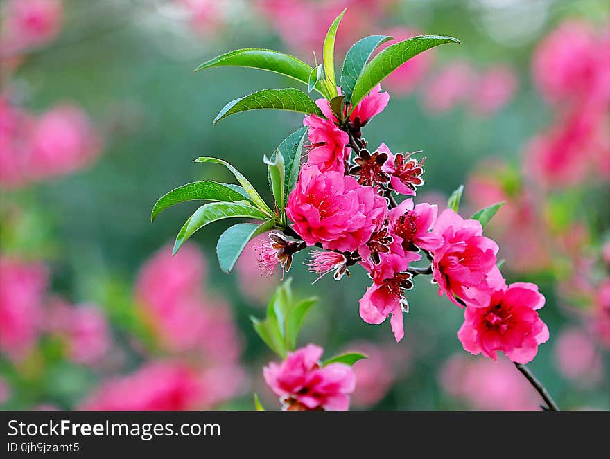 Pink Flowers