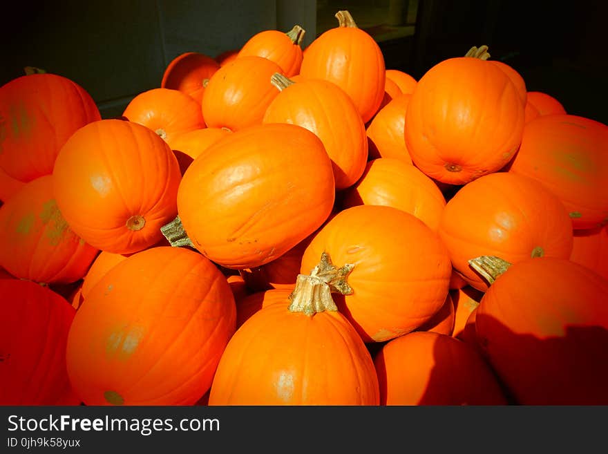 Pumpkin Lot