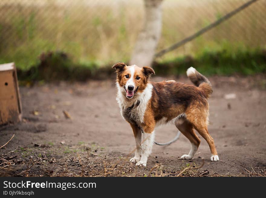 Border Collie Outdoor Near Brown Wooden Dog House