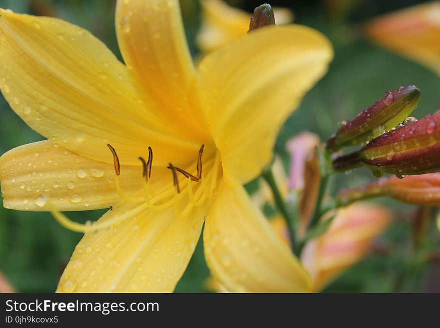 Yellow Petaled Flower