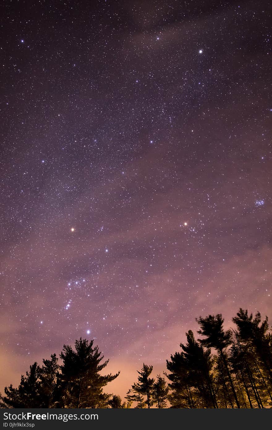 Silhouette of Trees during Night Time