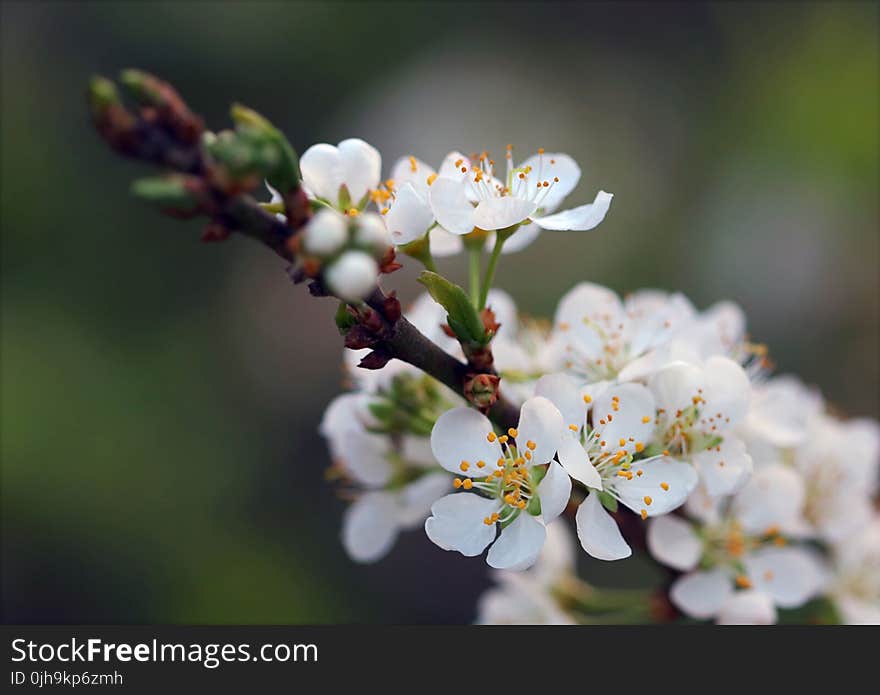 White Petal Flower