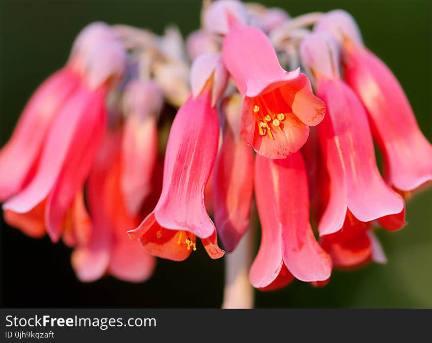 Close Up Photography Of Pink Flowers