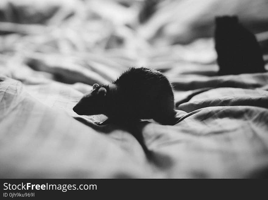 Grey Scale Photo of Mouse in Textile