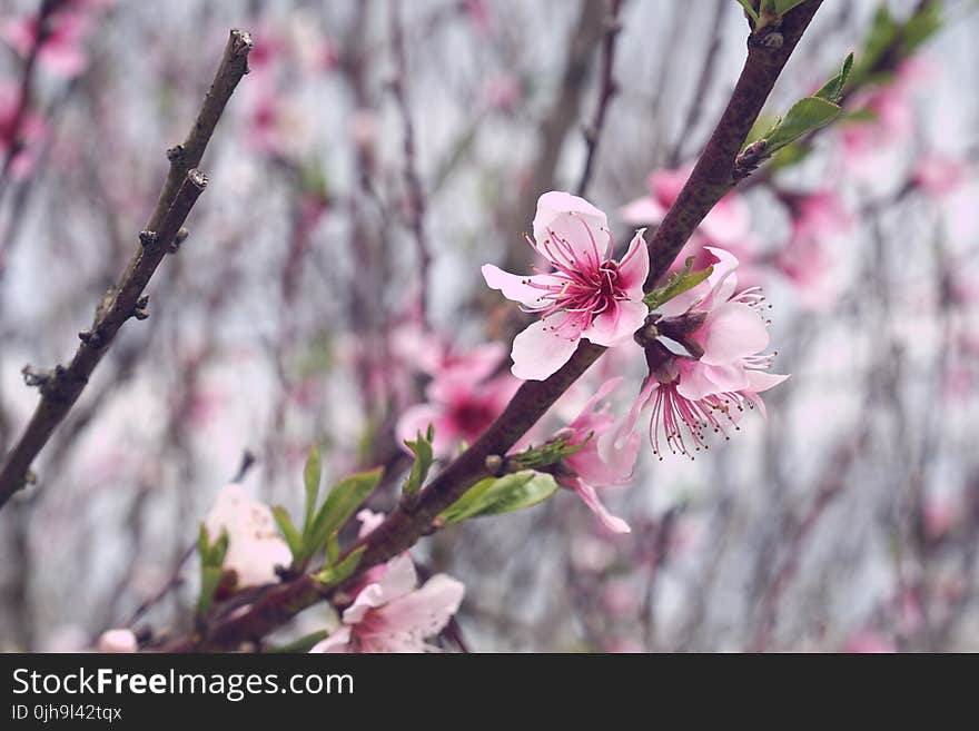 Pink Cherry Blossoms