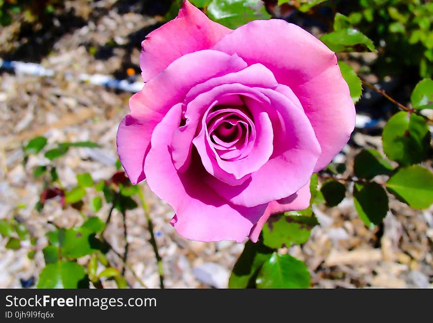 Pink Flower Macro Photography