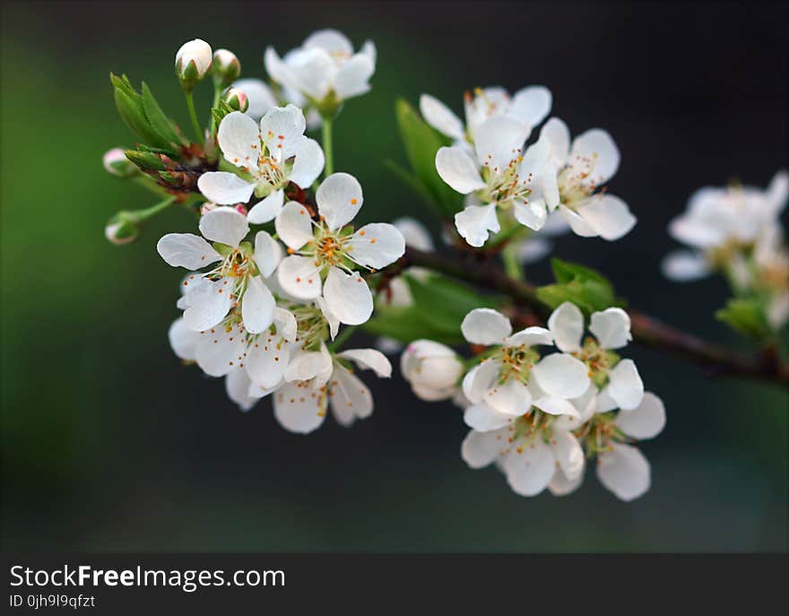 Selective Focus Photography Of White Petaled Flowers